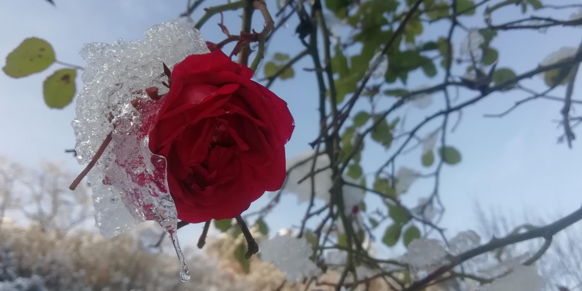 3. místo Zdena Zimmermannová - Ledová růže